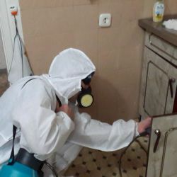 Дезинфекция от муравьев в квартире в Долгопрудном